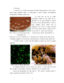 Evoluția pestei umane ca zoonoză în lume - ciuma bubonică - Pagina 4