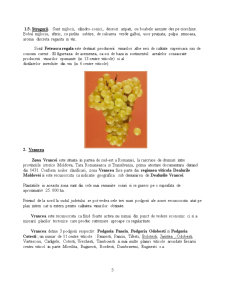 Obținerea vinului alb de calitate superioară în centru viticol jariștea - Pagina 5