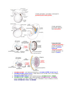 Subiecte Examen Embriologie UTM - Pagina 4