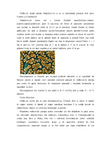 Staphylococcus Aureus - Pagina 3