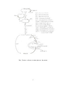 Gluconeogeneză - Pagina 2