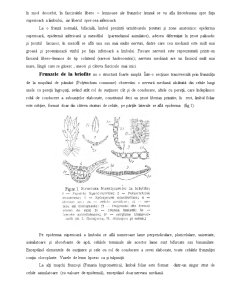 Anatomia Frunzei - Pagina 3