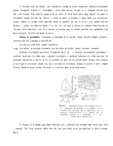 Anatomia Frunzei - Pagina 4