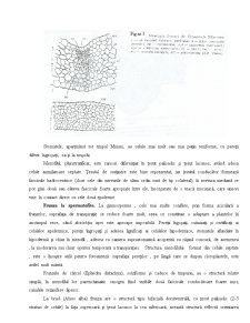 Anatomia Frunzei - Pagina 5