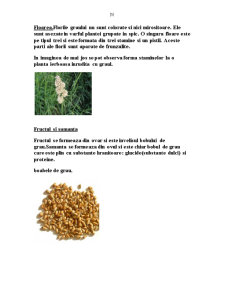 Cercetări privind autenticitatea cerealelor - Pagina 5