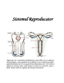 Sistemul reproducător - Pagina 1