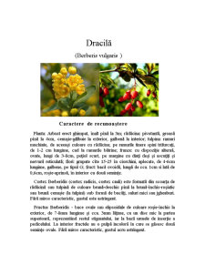 Dracilă - fruct al pădurii - Pagina 3