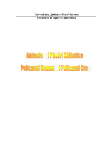 Animale și pasări sălbatice - pelicanul comun și pelicanul creț - Pagina 1