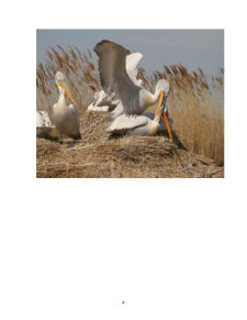 Animale și pasări sălbatice - pelicanul comun și pelicanul creț - Pagina 5