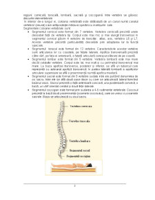 Deviațiile coloanei vertebrale în plan sagital - Pagina 3