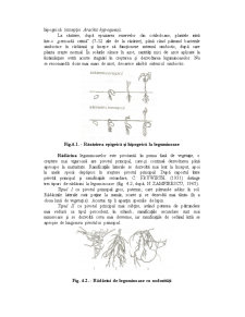 Fitotehnie - Leguminoase pentru Boabe - Pagina 5