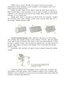 Mecanizarea Lucrărilor Solului - Pagina 3