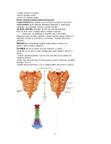 Oase și articulații și sistemul respirator - Pagina 2