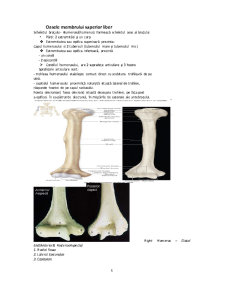 Oase și articulații și sistemul respirator - Pagina 5