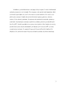 Specii de drojdii utilizate în biotehnologie - Pagina 3
