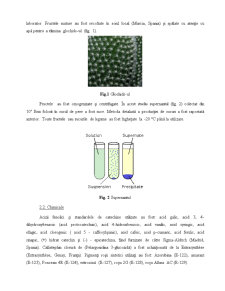 Calitatea sucurilor de fructe și legume roșii - Pagina 5