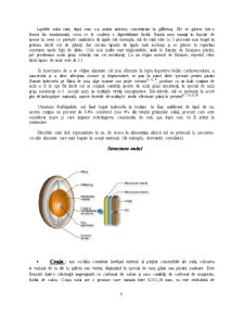 Merceologie - Oul - Pagina 5
