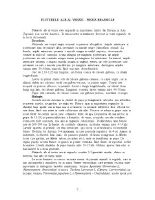 Lepidoptere - Pagina 2