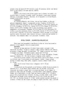 Lepidoptere - Pagina 3