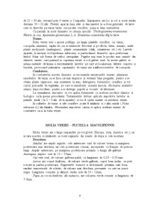 Lepidoptere - Pagina 4