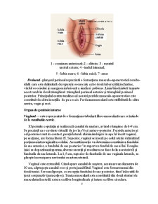 Ginecologie - Pagina 2