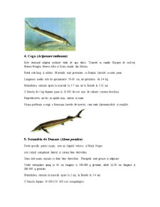Specii de pești - Pagina 4