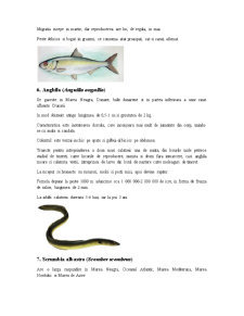 Specii de pești - Pagina 5
