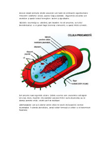 Celula Vegetală - Pagina 4