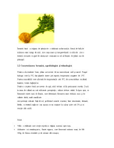 Țelina - apium graveolens - Pagina 5