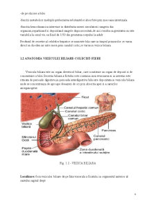 Anatomia și Fiziologia Aparatului Digestiv - Pagina 4