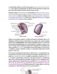 Patologia Chirurgicală a Splinei - Pagina 2