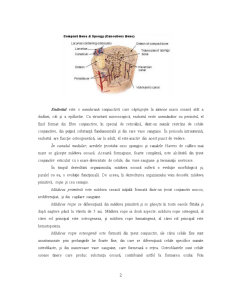 Structura oaselor - Pagina 3