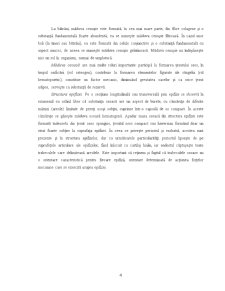 Structura oaselor - Pagina 5