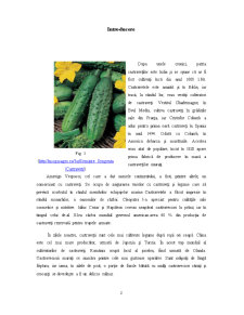 Metode de conservare a castraveților prin acidifiere naturală - Pagina 2