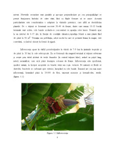 Caracterizarea Tehnologică Standardele de Comercializare și Condițiile de Valorificare la Specia Banane - Pagina 5