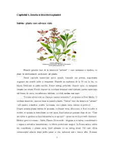 Plante Condimentare - Salvia - Pagina 3