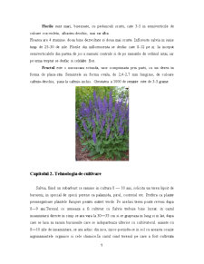 Plante Condimentare - Salvia - Pagina 5