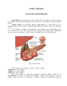 Anatomia Veziculei Biliare - Pagina 1