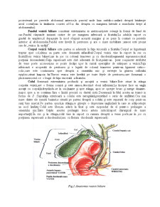 Anatomia Veziculei Biliare - Pagina 2