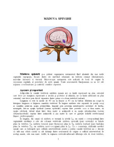 Fiziologia Măduvei Spinării - Pagina 1