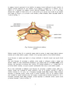 Fiziologia Măduvei Spinării - Pagina 2