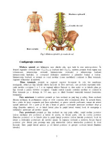 Fiziologia Măduvei Spinării - Pagina 3