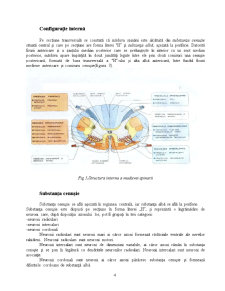Fiziologia Măduvei Spinării - Pagina 4