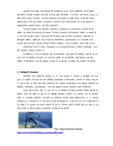 Insecte Acvatice din Zona Lacului Beliș-Fântânele - Pagina 5