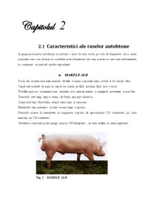 Proiectarea unui Abator de Porcine - Pagina 4