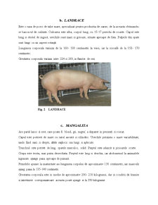 Proiectarea unui Abator de Porcine - Pagina 5