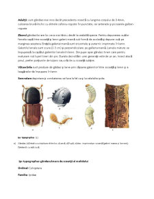 Insecte care Atacă între Scoarță și Lemn la Rășinoase - Pagina 4