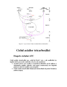 Biochimie - Ciclul Acizilor Tricarboxilici - Krebs - Pagina 3