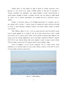 Contributiii la cunoașterea diversității avifaunistice din jurul perimetrului Băltii Tălăbasca din Județul Galați - Pagina 4