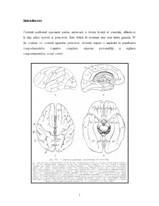 Sindromul Prefrontal - Pagina 2